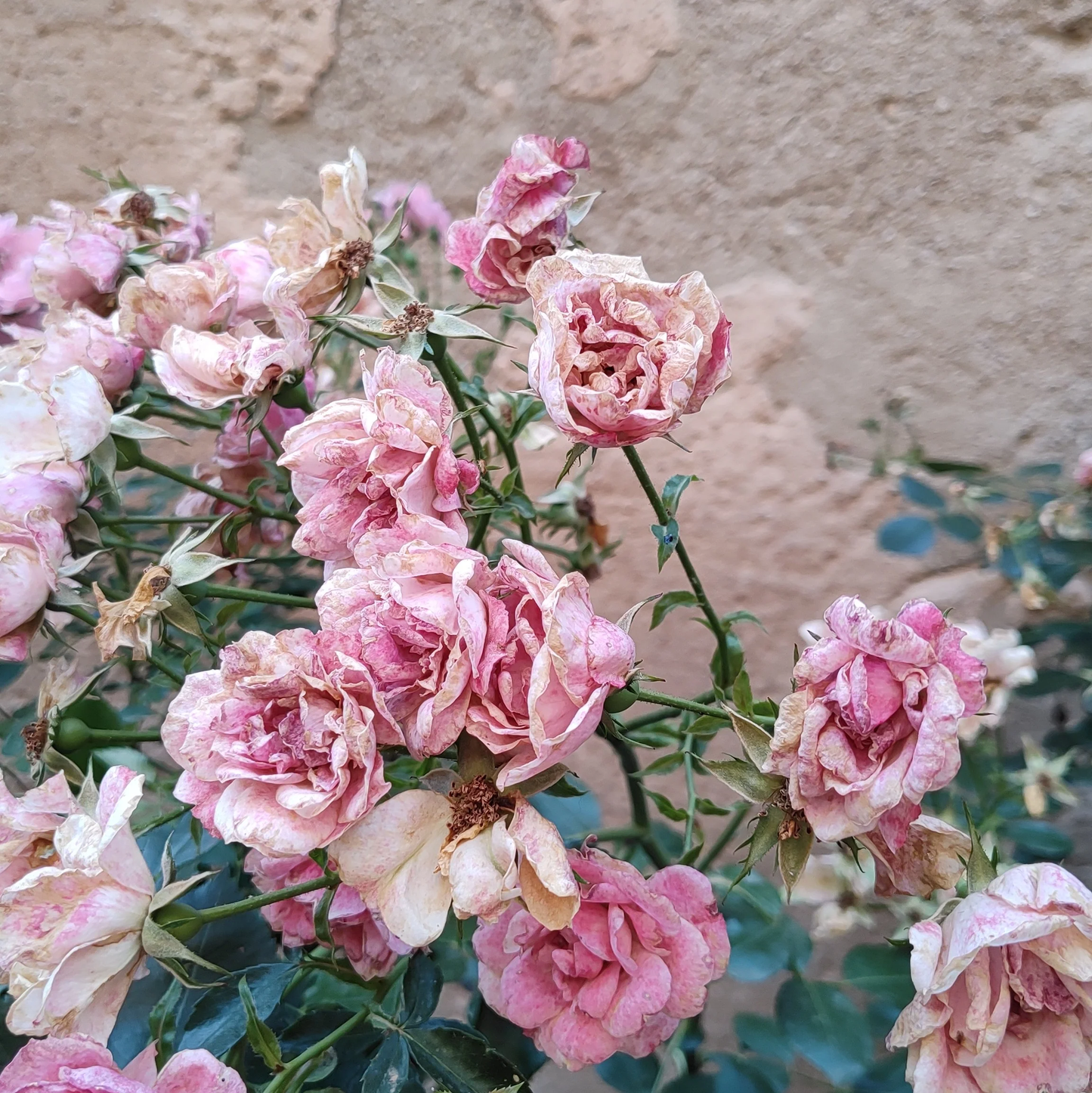 Mimosa Botanicals | Rose Bath Soak French Apothecary | 125g Sachet