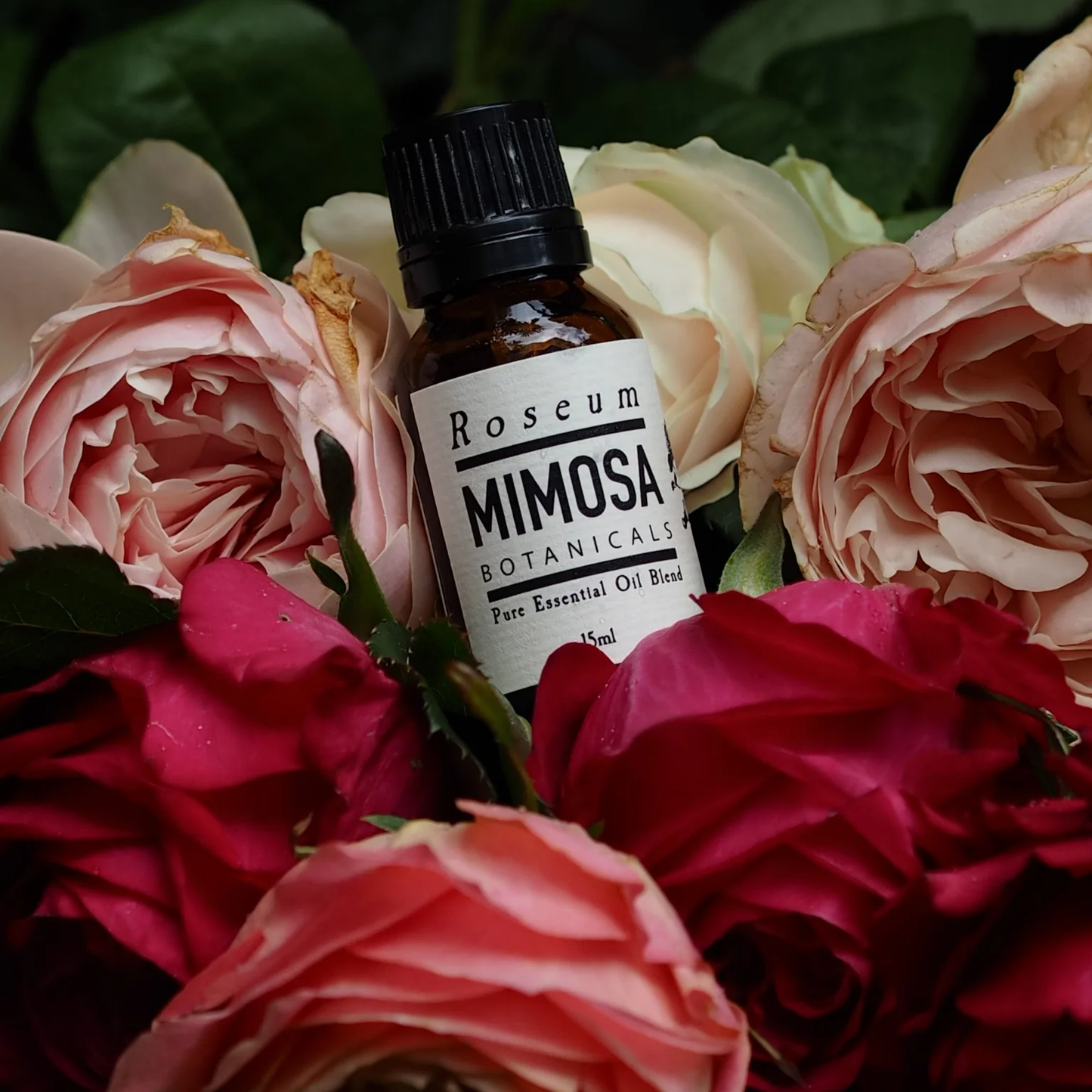 Mimosa Botanicals | Roseum Essential Oil Blend