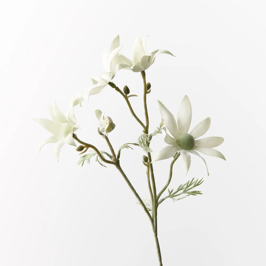 Floral Interiors | Flannel Flower | Cream Green