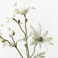 Floral Interiors | Flannel Flower | Cream Green